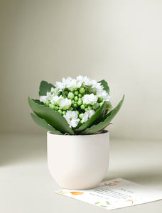 Mother's Day White Kalanchoe Plant