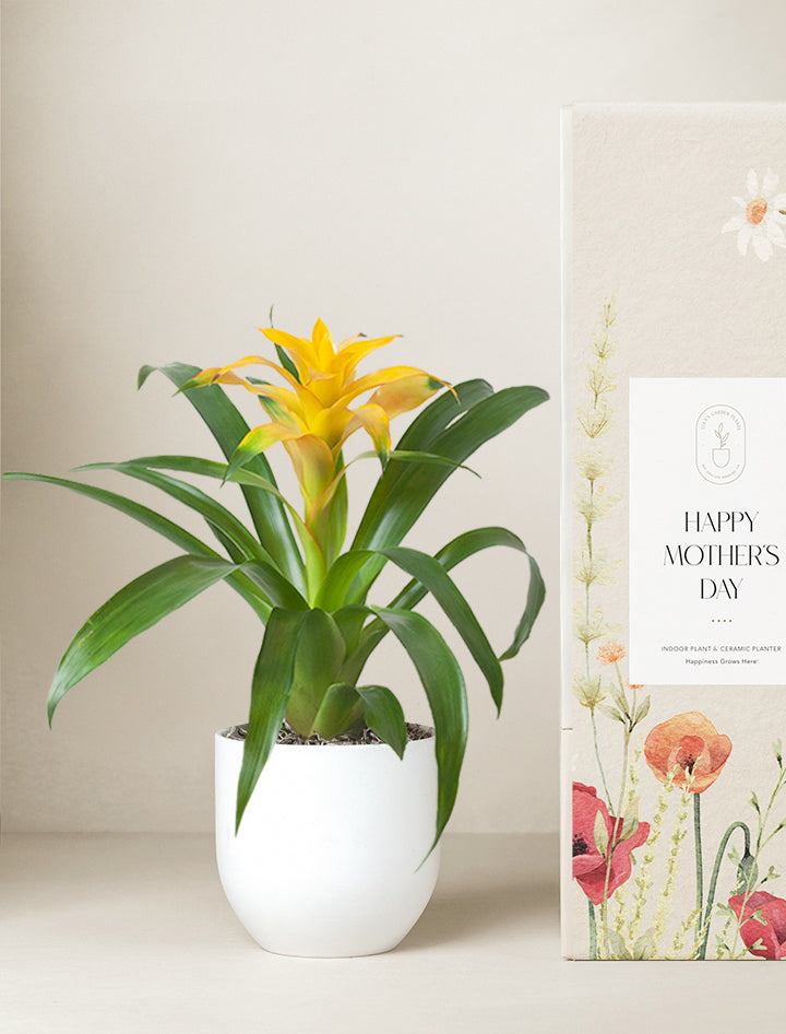 Mother's Day Yellow Bromeliad Plant