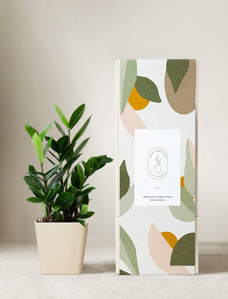 Lula's Garden ZZ Plant | Wellness Gift | Plant Gift | Plant Delivery
