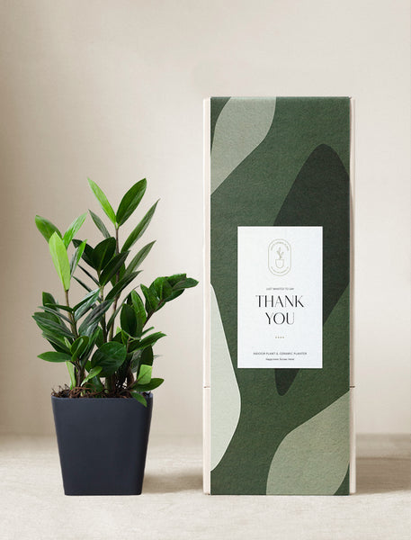 Unique Thank You Gift Ideas | Best Thank You Gifts | ZZ Plant Gift