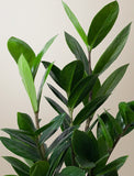 Thank You ZZ Plant