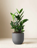 Thank You ZZ Plant