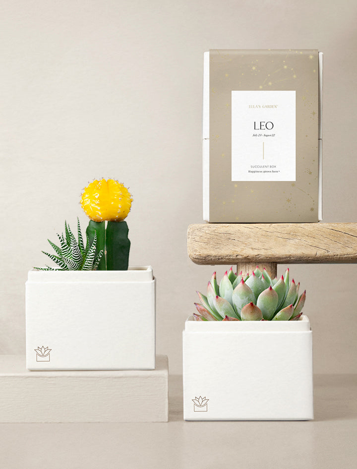 Succulent in gift box.