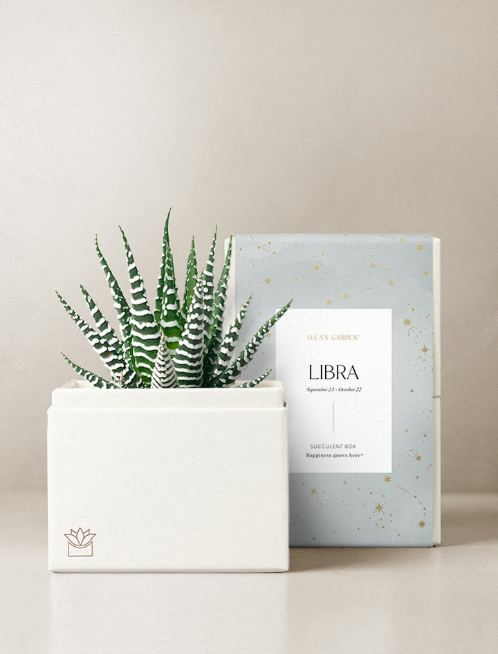 Succulent in gift box.