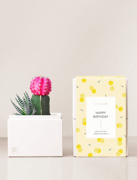 happy birthday succulents by lula's garden Rosé Garden l Succulent Gift l Lula's Garden