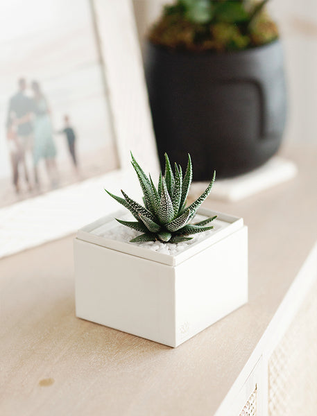 zen garden succulent Succulent Gift