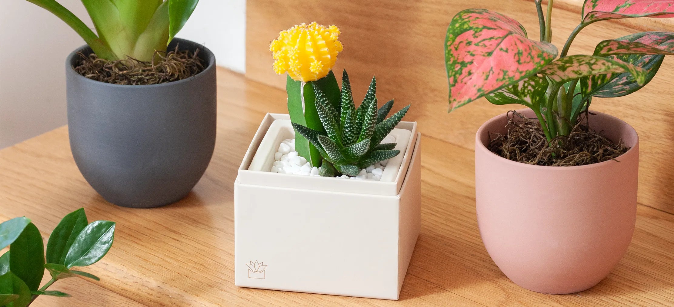 A variety of succulents basking in bright sunlight, illustrating their essential light requirements for healthy growth.