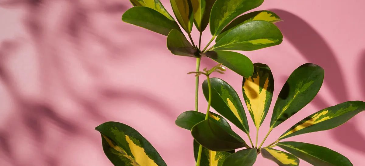 A healthy money tree plant thriving in bright sunlight, illustrating care tips for optimal growth.