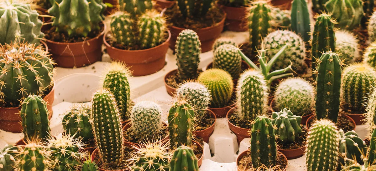 A person watering a cactus, demonstrating the ideal cactus watering schedule for healthy growth.