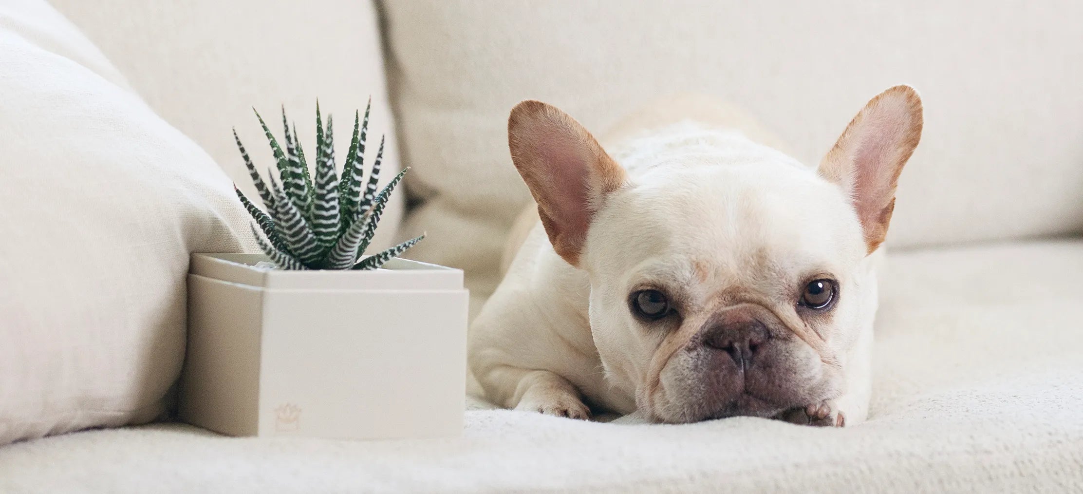 A dog sniffing a succulent plant, highlighting pet safety around houseplants.