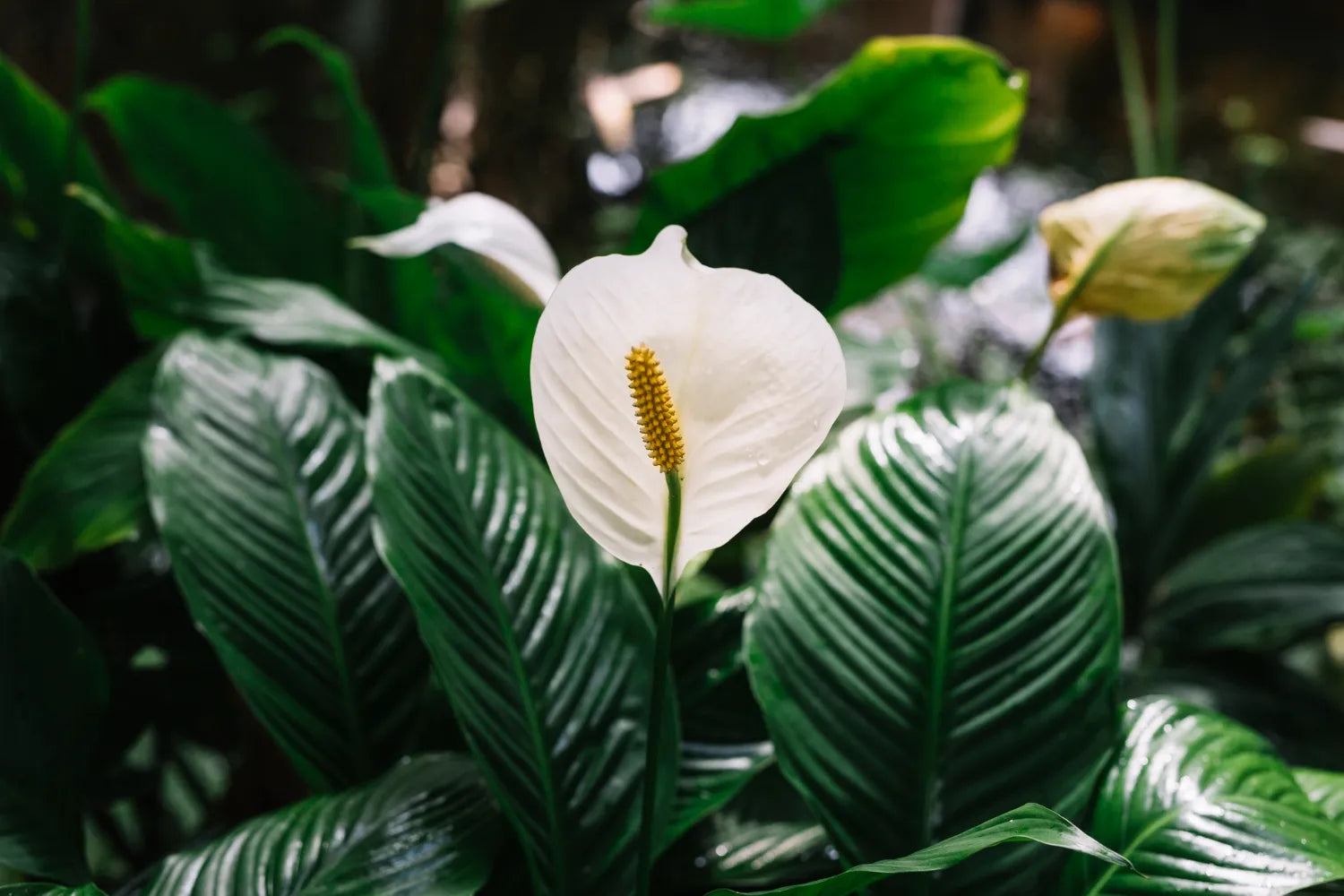 A peaceful peace lily plant symbolizing tranquility and positive energy in Feng Shui decor.