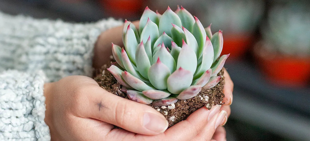 Heartfelt Remembrance Gifts: Plant Gifts for Healing and Hope