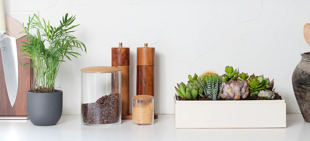 A tranquil indoor memorial garden featuring lush succulents and soft lighting for peaceful reflection.
