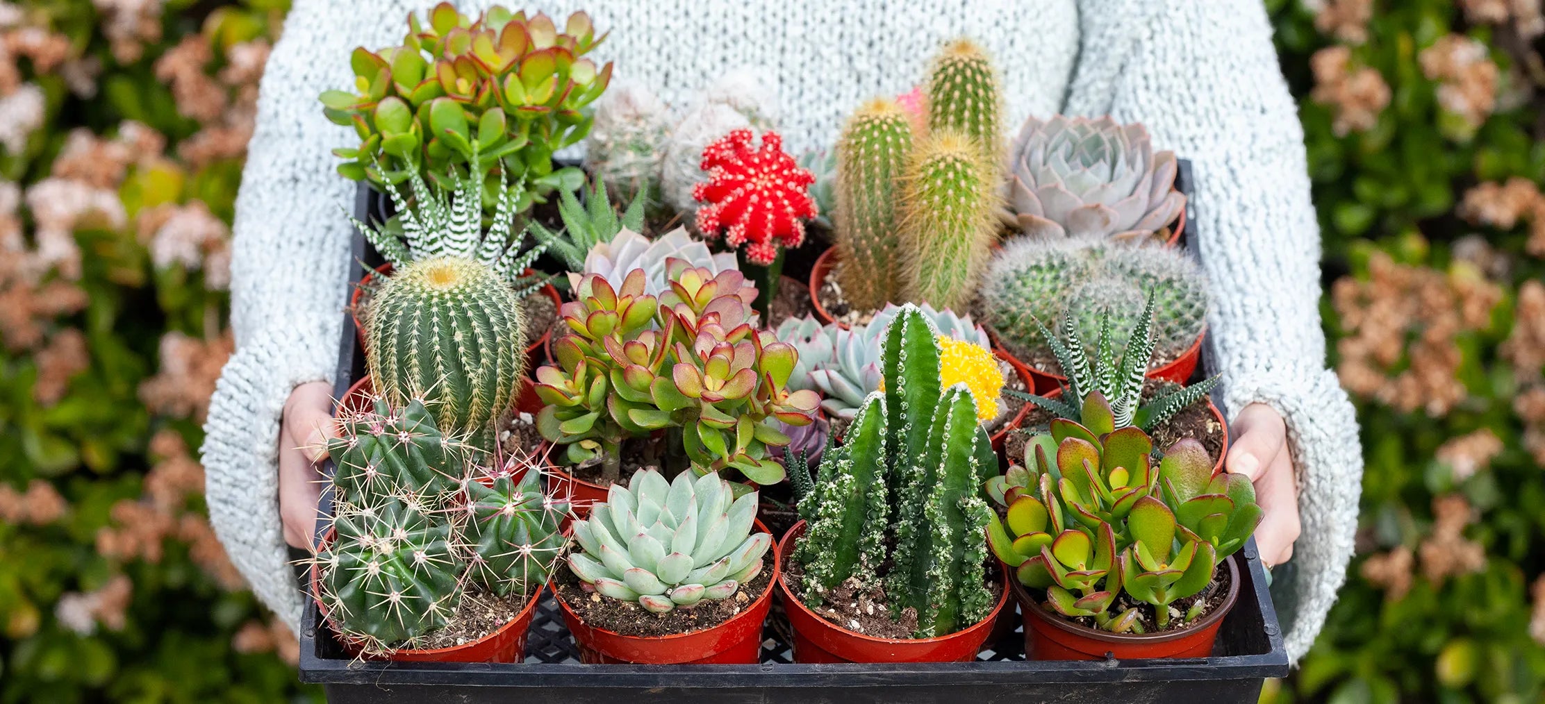 Plant Parenthood: 25 Funny Cactus Names That Will Brighten Your Day