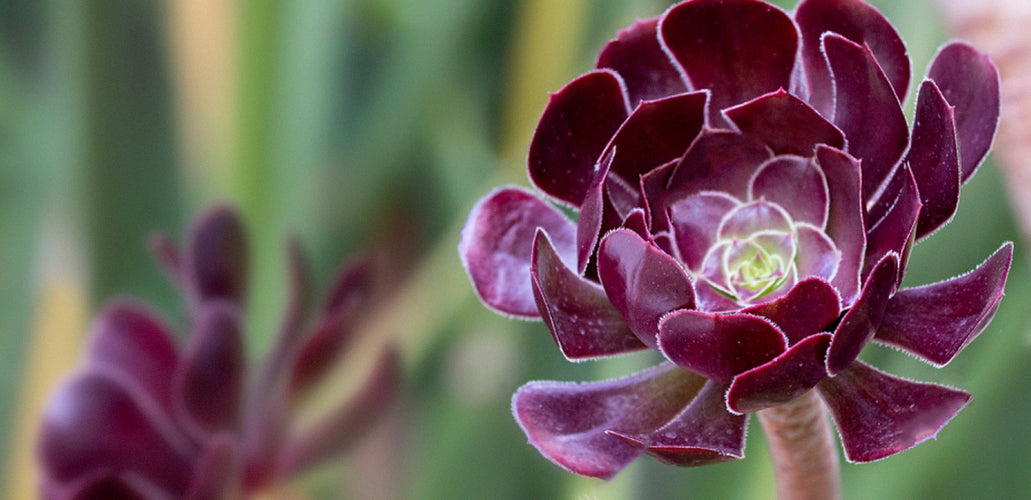 How To Plant, Grow, and Care For Aeonium