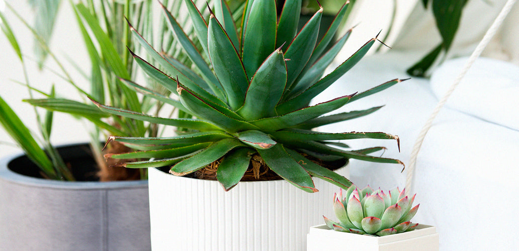 How To Plant, Grow, And Care For Agave
