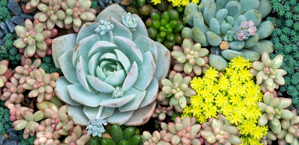 How To Plant, Grow, And Care For Sedum