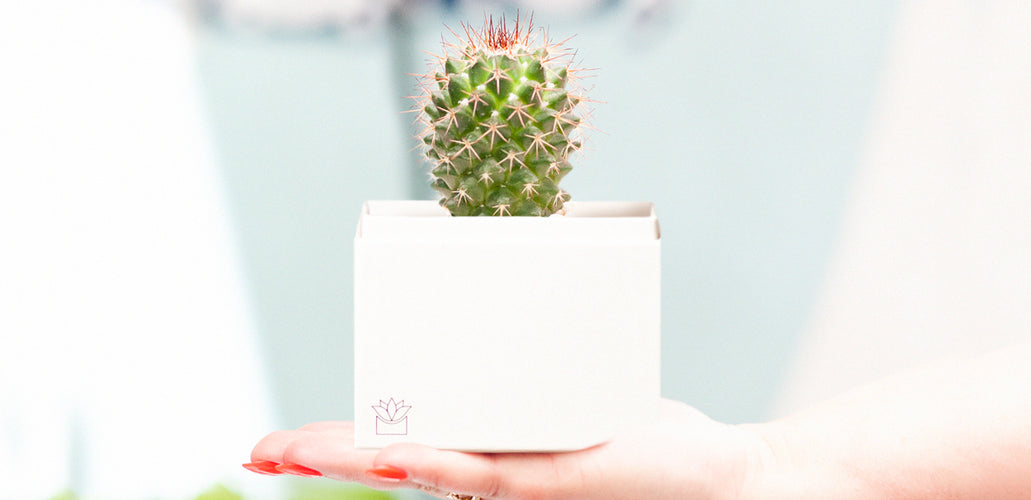How To Plant, Grow, And Care For Cactus
