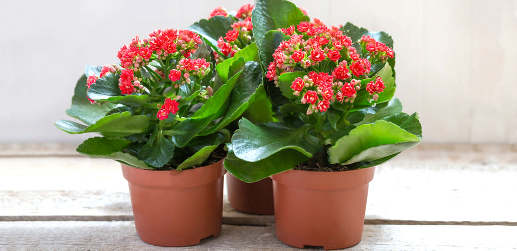 How To Plant, Grow, and Care for Kalanchoe