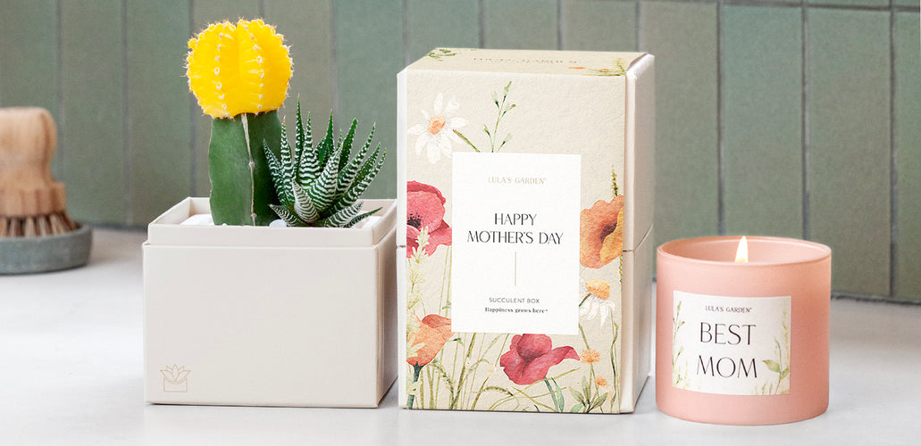 Effortless Elegance: The Perfect Succulent Gardens for Mother’s Day