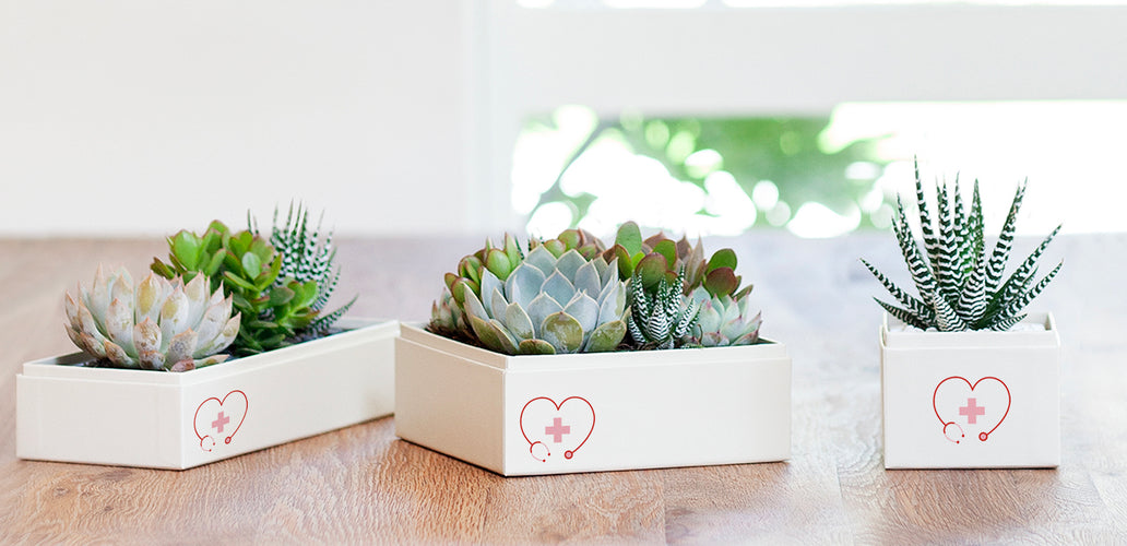 A Thank-You That Grows: Celebrating Nurses with the Gift of Succulents