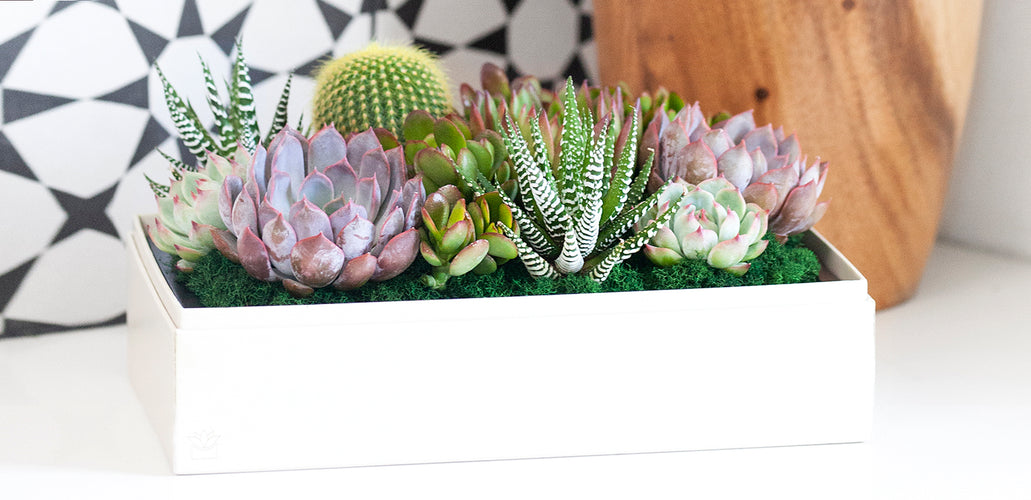 Plant Gift Delivery: Why Succulents Are Right For You