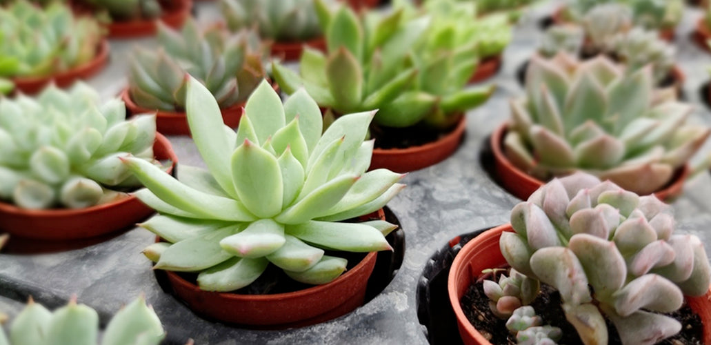 The Complete Guide to Planting Succulents