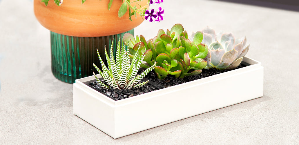 Why Are Succulents So Popular?