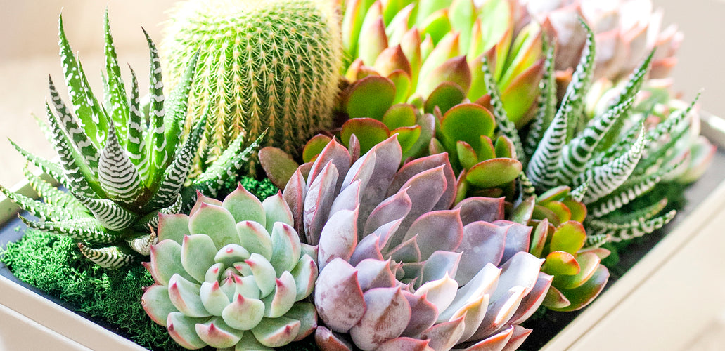 The Complete Guide To Types of Succulents