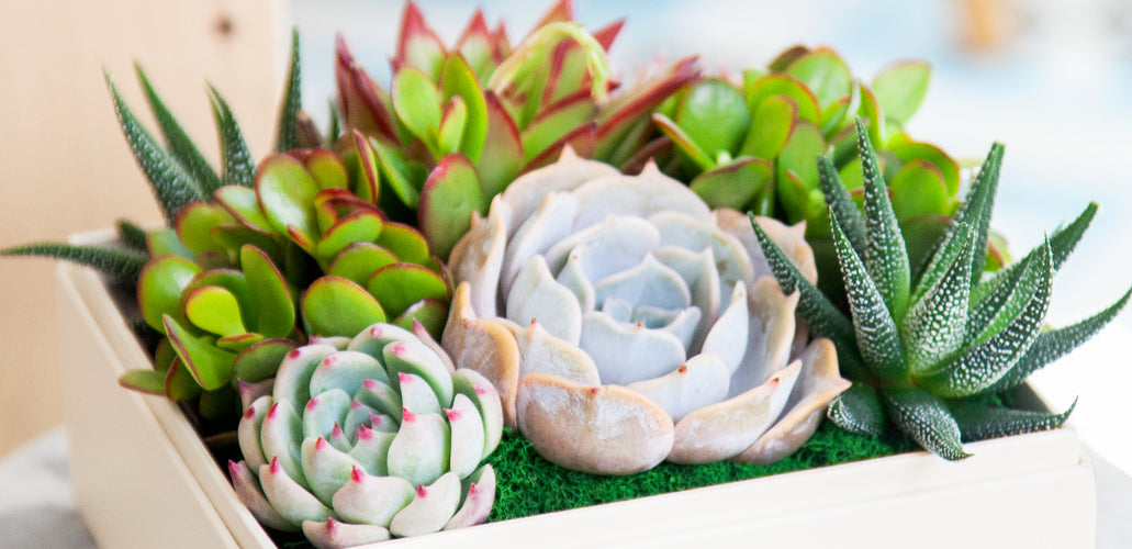 Types Of Succulents: What They Are And How To Care For Them