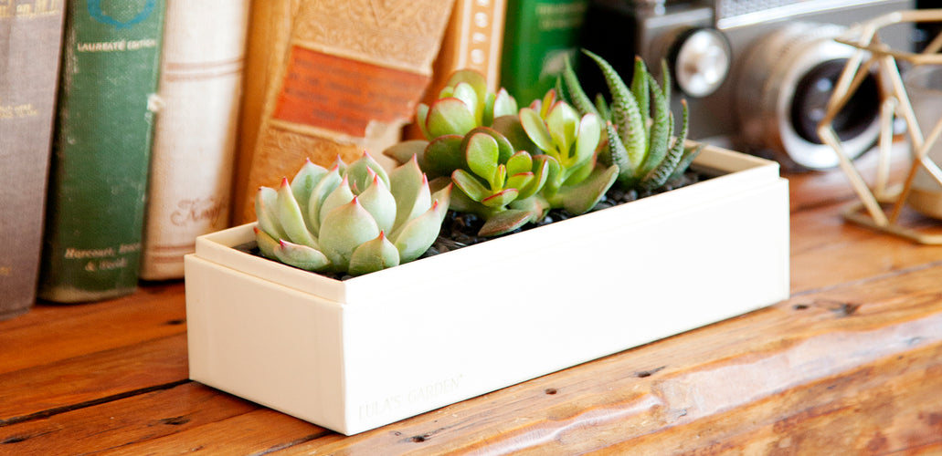 Unique Plant Gifts Your Friends Will Love