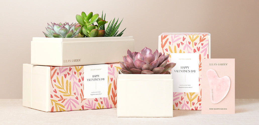 Galentine’s Day Serenity: Creating a Soothing Succulent Spa Retreat
