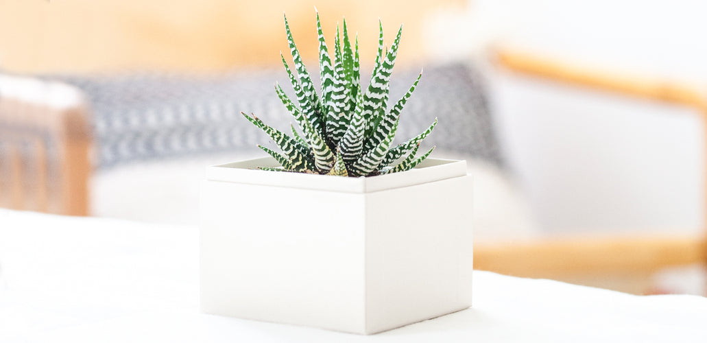 How To Plant, Grow, and Care for Haworthia