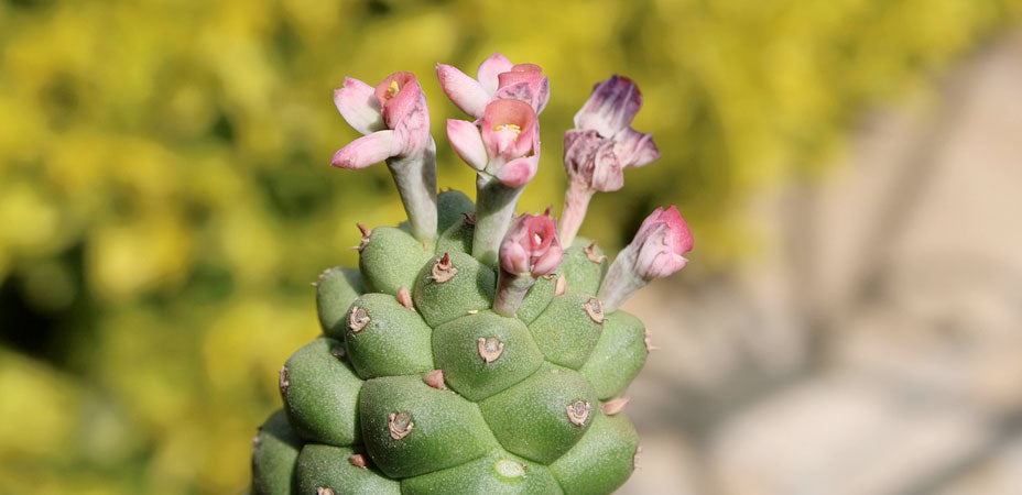 How To Plant, Grow, And Care For Euphorbia