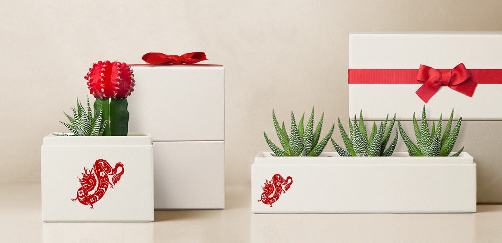 Embracing Traditions and Trends: Crafting Succulent Arrangements for Lunar New Year