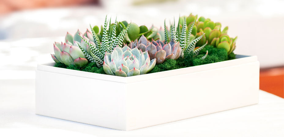 How To Plant, Grow, And Care For A Grafted Cactus