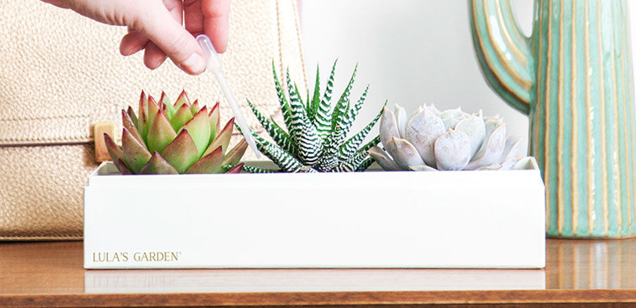The Complete Guide To Watering Succulents