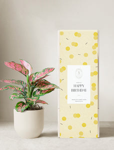 Pink Aglaonema Plant