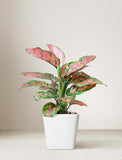 Lunar New Year Aglaonema Plant - Image 