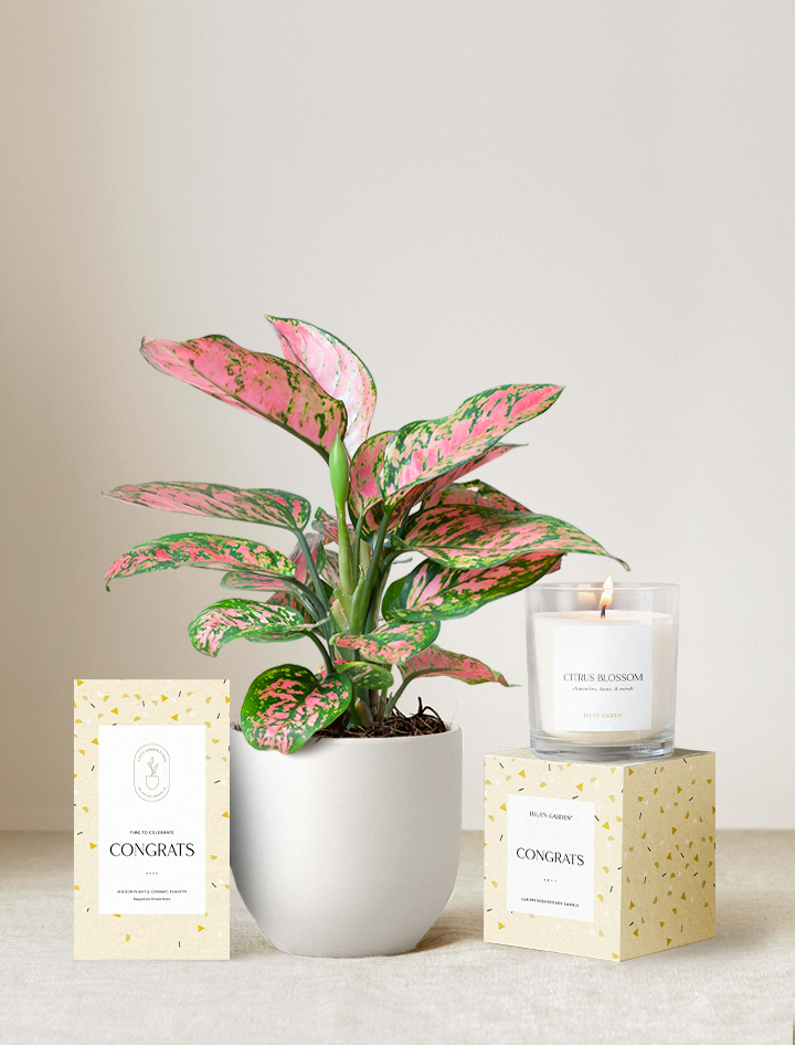 Congrats Plant Gift Set