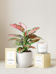 Congrats Plant Gift Set