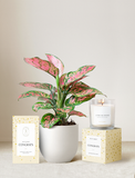 Congrats Plant Gift Set