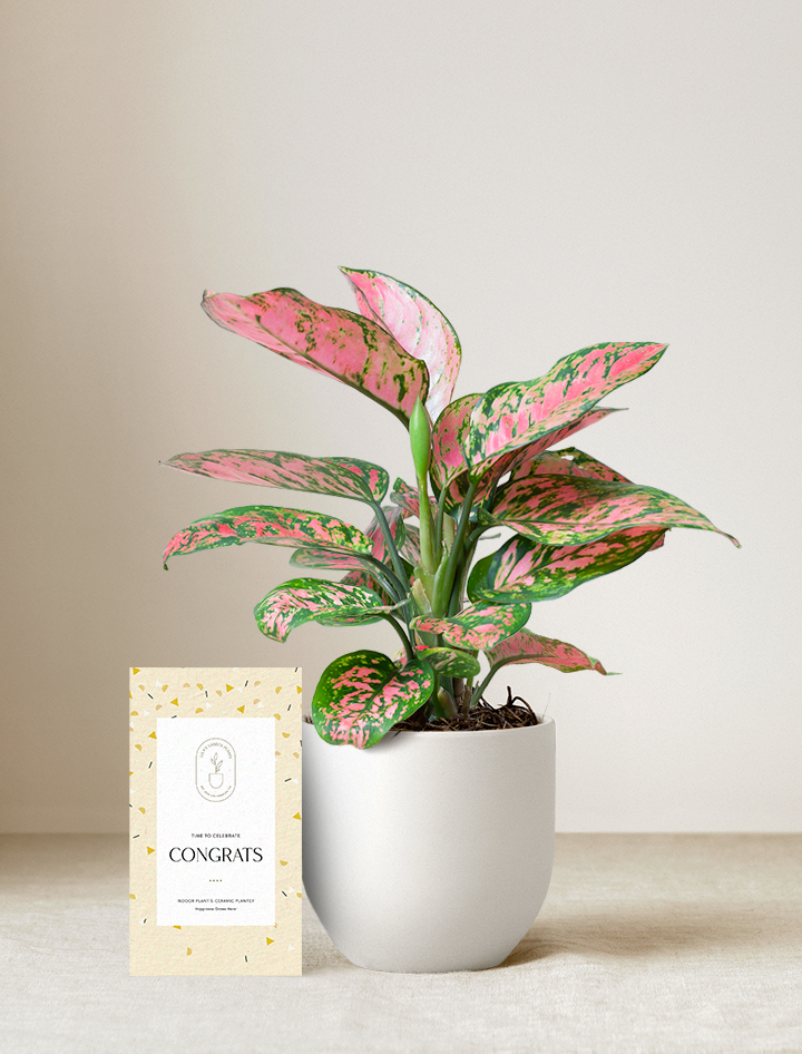 Pink Aglaonema Plant