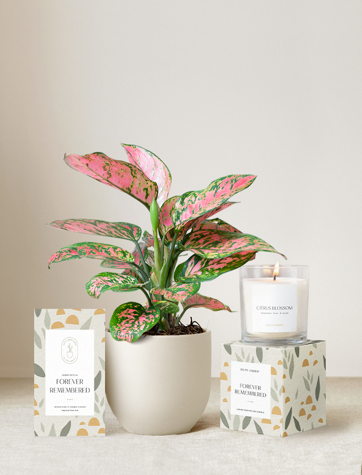 Forever Remembered Plant Gift Set