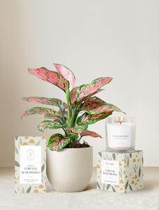 Forever Remembered Plant Gift Set