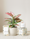 Forever Remembered Plant Gift Set
