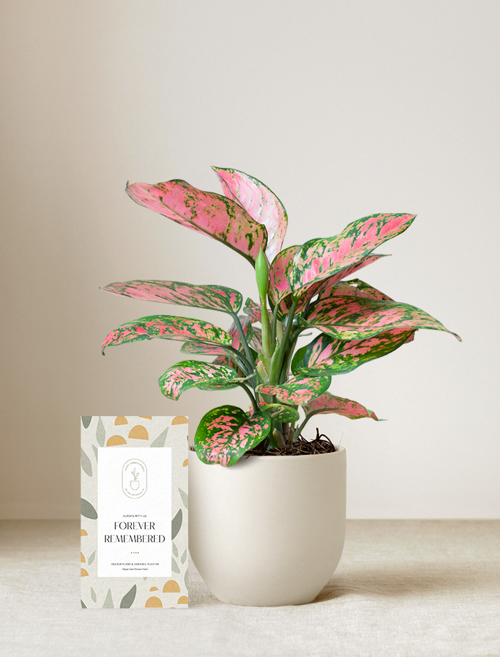 Pink Aglaonema Plant