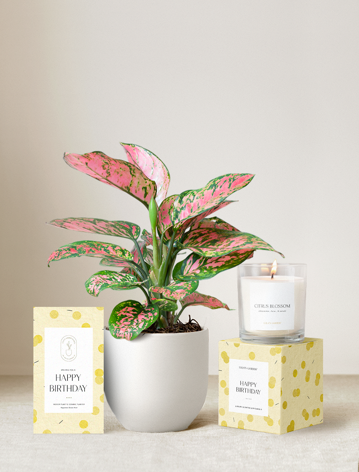 Happy Birthday Plant Gift Set