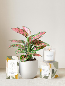 Lula's Garden Plant Gift Set