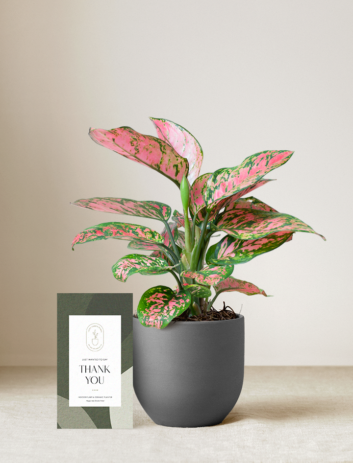 Pink Aglaonema Plant